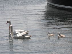 swan family