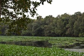River covered with green planet Trees aback