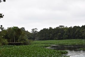 Green forest field on river