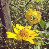 yellow flowers behind a chicken wire
