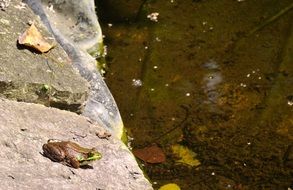 frog on a stone by the pond