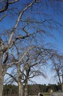 trees without leaves in Sweden