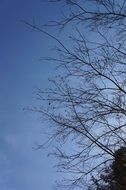 Beautiful branches of the trees at blue sky with white clouds background