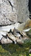 Picture of turtles are relaxing