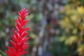 red plant in the forest