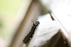 Macro photo of the worm