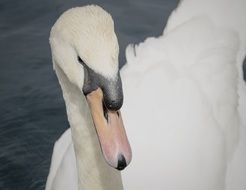 white big swan in the water