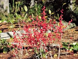 woodland berries wild nature sun