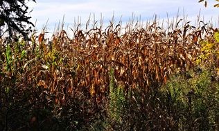 landscape of autumn corn field