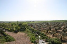 olive field landscape