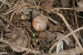 snail on a dead leaves