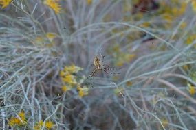 Spider on a yellow wild flower