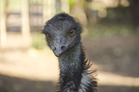 head of a wild bird close up
