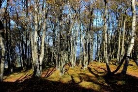 landscape of birch trees in the forest on a sunny autumn day