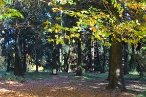trees in the autumn forest on a sunny day