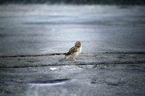 bird on asphalt in November