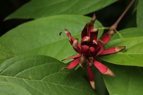 red flower with sharp petals on green leaves
