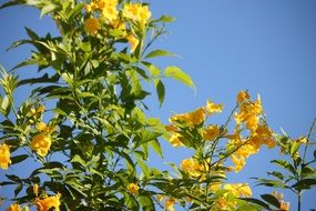 closeup photo of yellow flowers on the bush