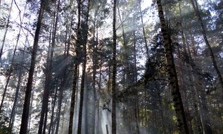 morning sun rays in the forest