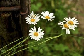 cute little daisies in the garden