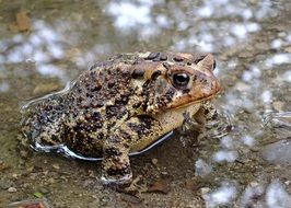 brown toad sits in clear water