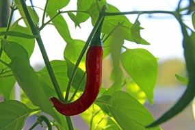 Beautiful red and green peppers on the plant with green leaves