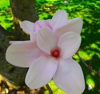 wonderful magnolia tree