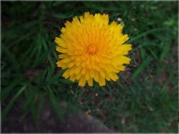 dandelion is a summer flower