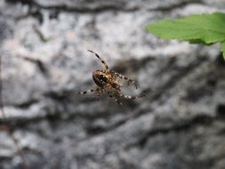 spider nature