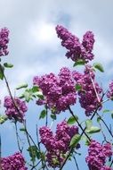 lilac flowers branches plant