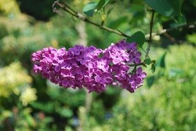 bright inflorescence of purple lilac