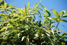 bamboo plants against blue sky