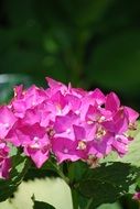 asian hydrangea flower blossom on a blurred background