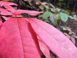 Closeup photo of red leaves in a forest