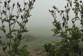 Landscape of plant in a fog