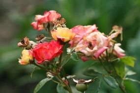 faded rose bush in the garden