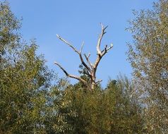 dead tree among other trees in the forest