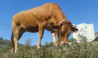 brown cow grazes on grass