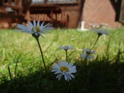 chamomile on the lawn in front of the house