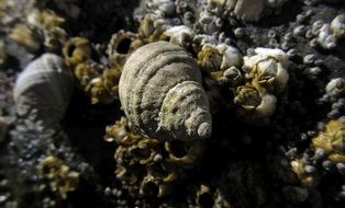 sunny seashell close-up