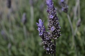 purple lavender flower close-up