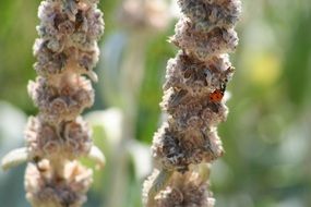 ladybug on an unusual plant