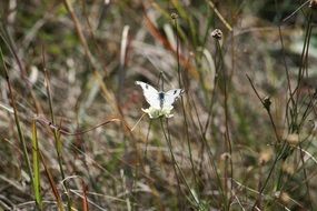 white butterfly on the wildflower