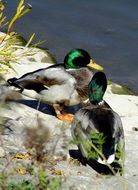 two beautiful mallards on the lake