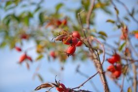Macro photo of red rose hips on a bush