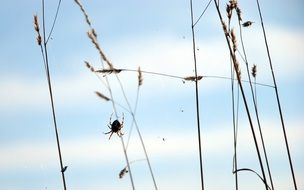Spider on dry grass in the autumn