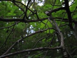 branch trees