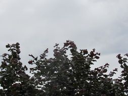 thicket nature leaves trees park