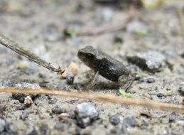 marvelous froglet