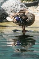 Duck standing on a lake bank